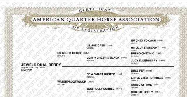 Pouliche quarter horse pp 2024