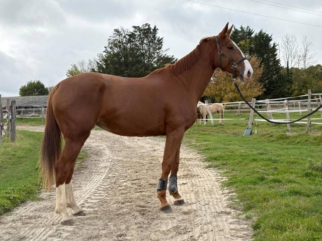 Jument gros potentiel amateur en tout point