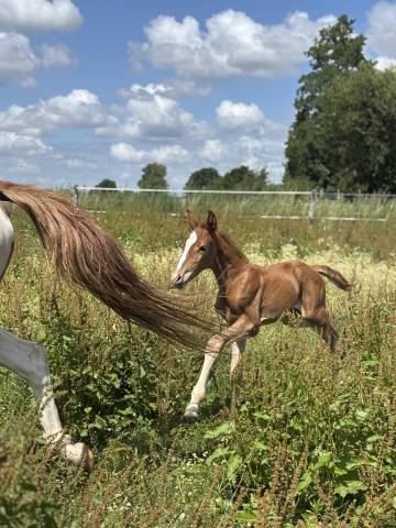 à réserver – pouliche née en juillet 2025 