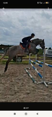 Jeune holsteiner hongre de 4ans 