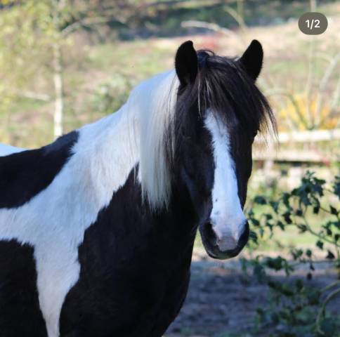Poney de loisir/compagnie
