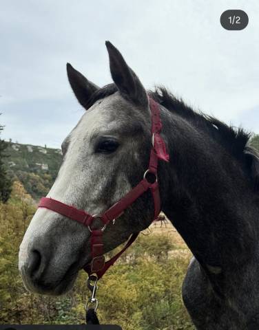 Petit beau gosse de 4 ans en 2026