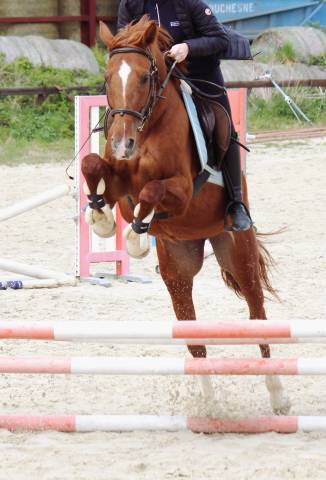 Jument, 6ans, cso & loisir