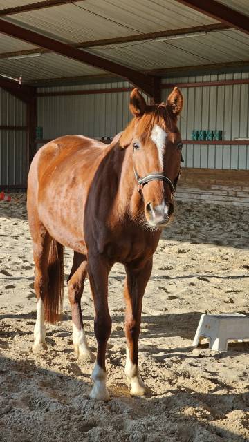 Jument, 6ans, cso & loisir