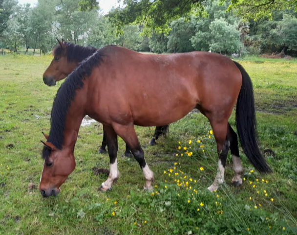 Jument de loisir / famille - sf – à vendre