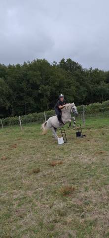 Cheval a vendre 