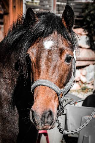 Jolie ponette c connemara plein papier pleine pour 2026