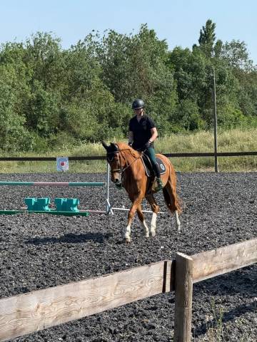 Hongre 4 ans pour complet