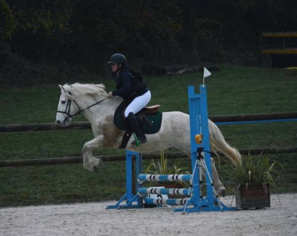 Hongre camargue 6 ans