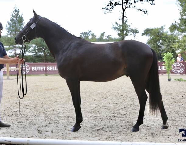 Poney pour cso-cce-hunter