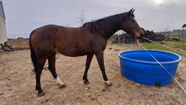 Cllincy jument prenant 7 ans cso loisirs pouliniere