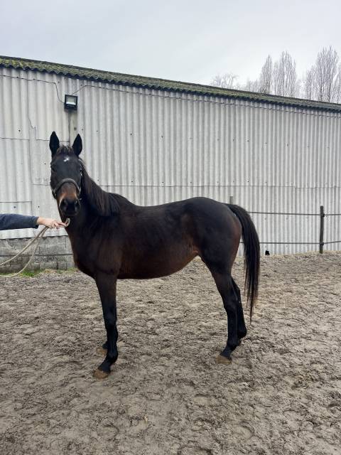 Jument pur sang à vendre 14 ans 