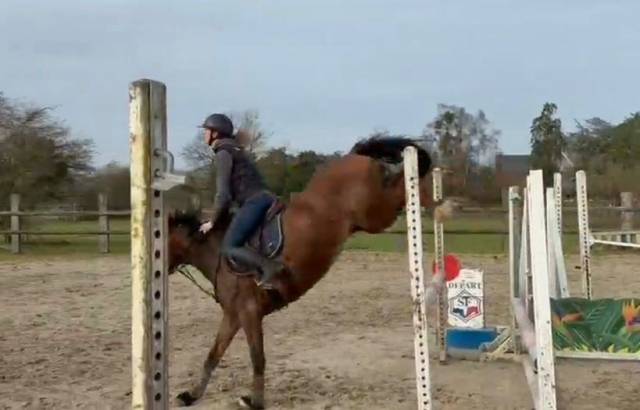 Jeune poney prometteur