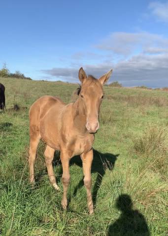 Poulain mâle oc champagne ambre 