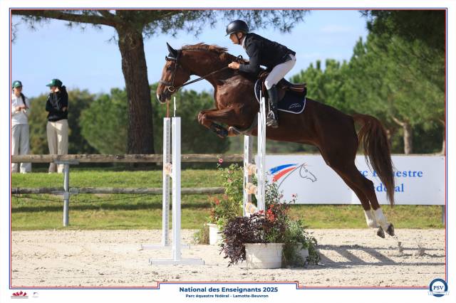 Direct éleveur, belle jument de sport très polyvalente