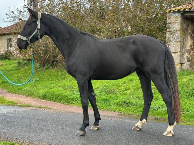 Superbe hongre de kwpn - 3 ans