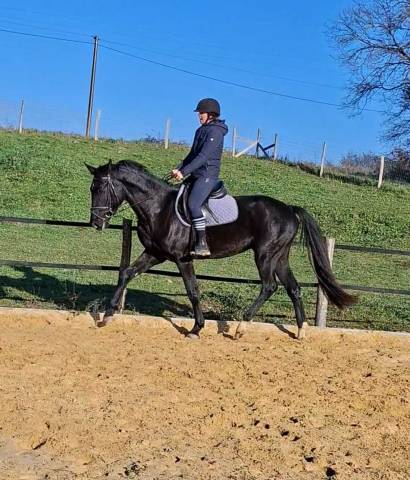 Superbe hongre kwpn - 3 ans (dressage, cso)