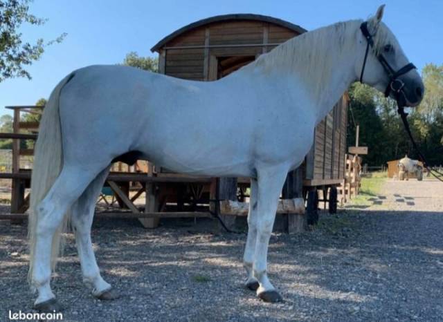 Entier pur race espagnol 