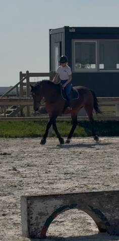 Recherche d’emploi équestre 