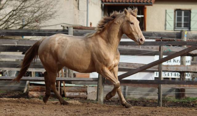 Jument paint x appaloosa champagne de 4 ans 