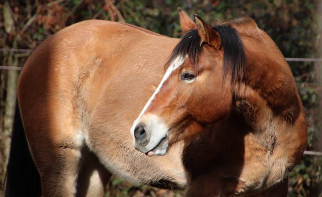 Hongre paint horse pp 7 ans 