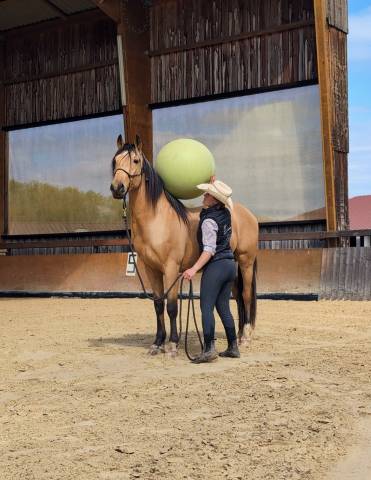 Olivio angostura, superbe hongre pre isabelle de 4 ans