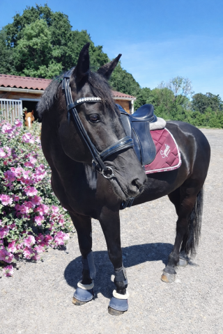 Hongre noir au grand coeur dressage amateur 2