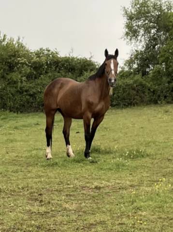 Jument sf o pleine par quick star 