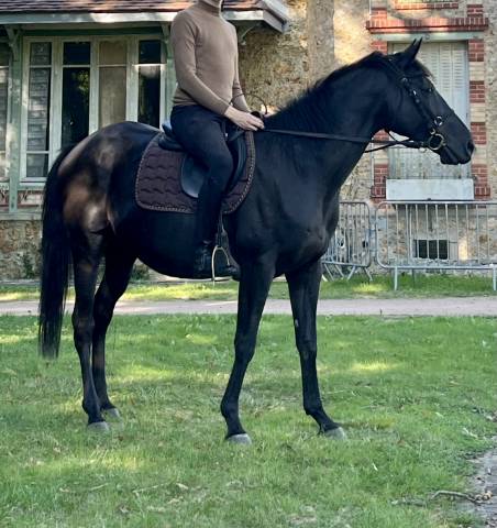 Cheval hongre noir 9 ans 1m60