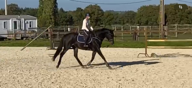 Jument pour cso, dressage ou loisir 