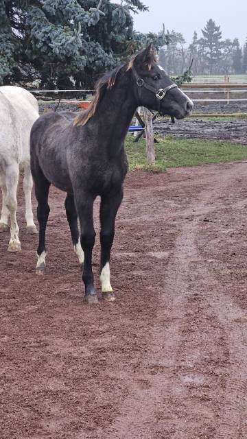 Poulain par vagabond de la pomme