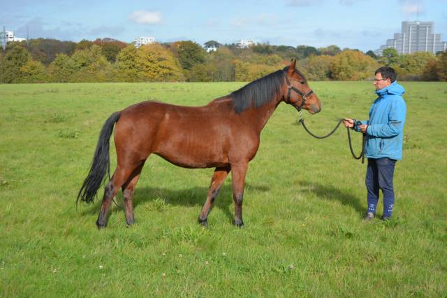 Superbe ponette de 4 ans