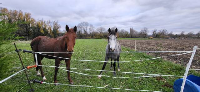 Dp jeune cheval (4 ans) - petite écurie calme – riom (6
