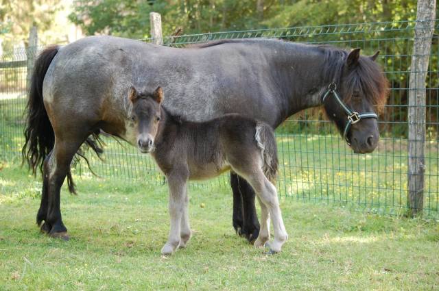 Pouliniere shetland pp