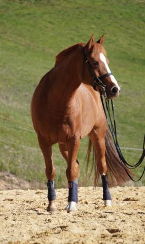 Magnifique poney de dressage 