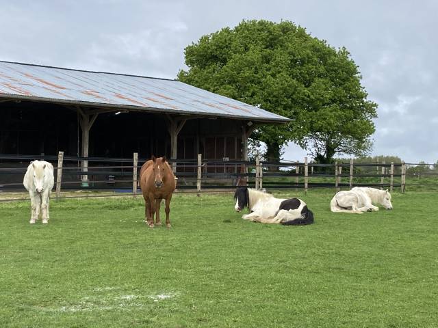 Tiphaine delarue - ergothérapeute et équithérapeute