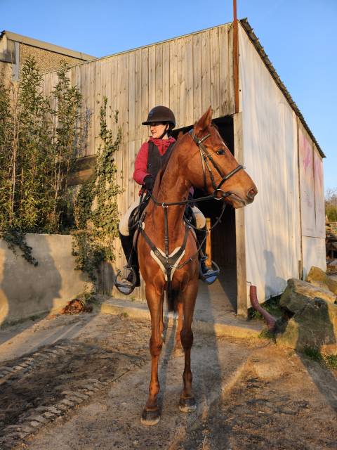 Jument aqps 4ans 160cm - sport et loisir