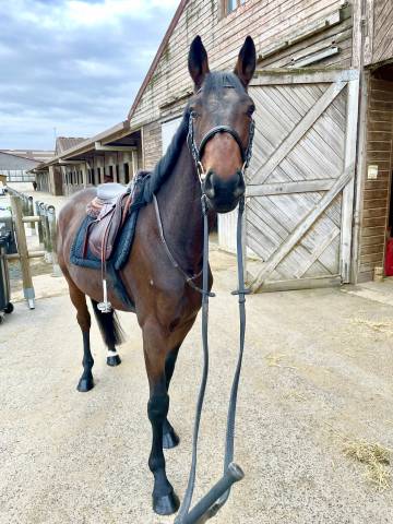 Adorable cheval à vendre 