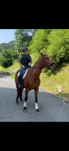 Trotteur français de 5 ans 