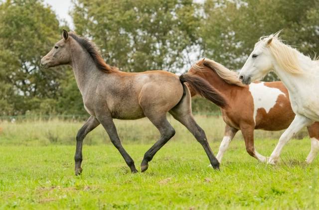 Pouliche dsa arabo-camargue