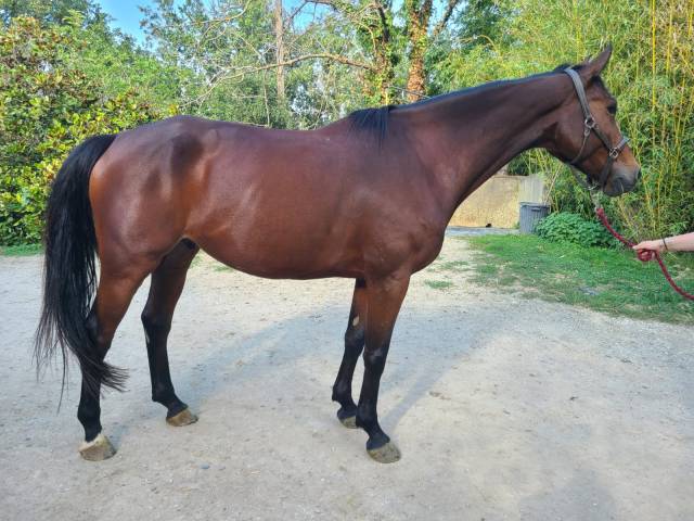 Hongre sf de 7 ans polyvalent