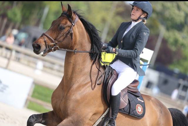 A vendre - jument oldenburger 13 ans