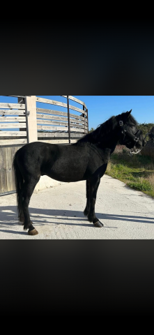 Poney b hongre 4 ans 2026 