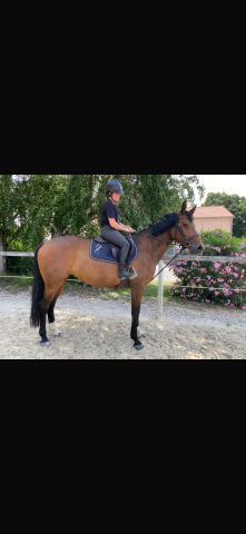 Jument prend 7 ans vleut x calvaro 