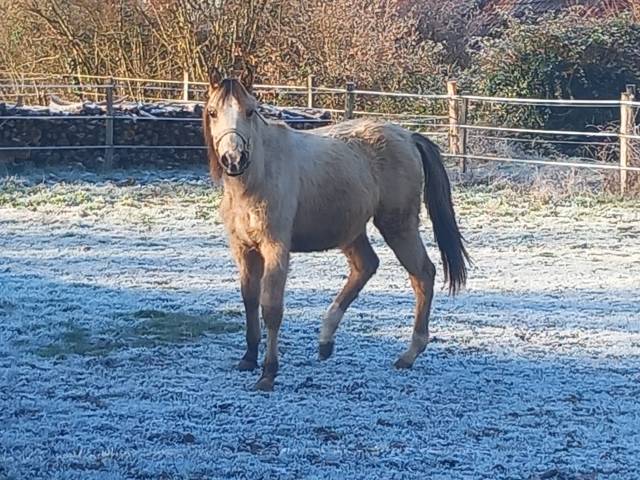 Pouliche oc isabelle