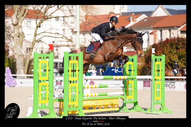 Cheval de cso 15 ans