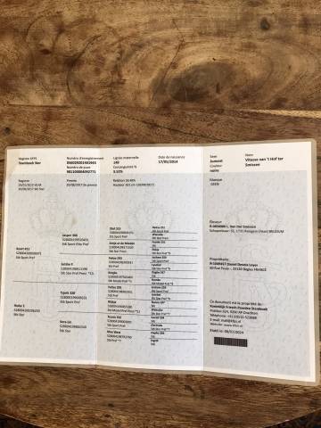 Jument frisonne ster 11 ans