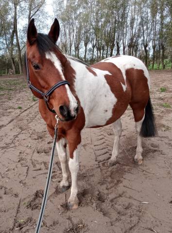 Hongre paint horse de 12 ans