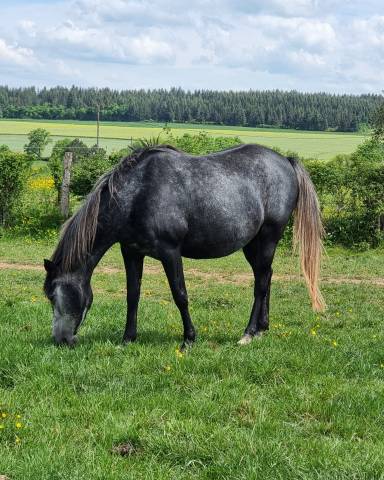 Poulinière par djevar des graves 6 ans