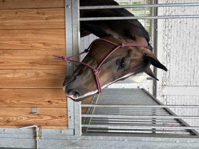 Hongre 8 ans selle français 